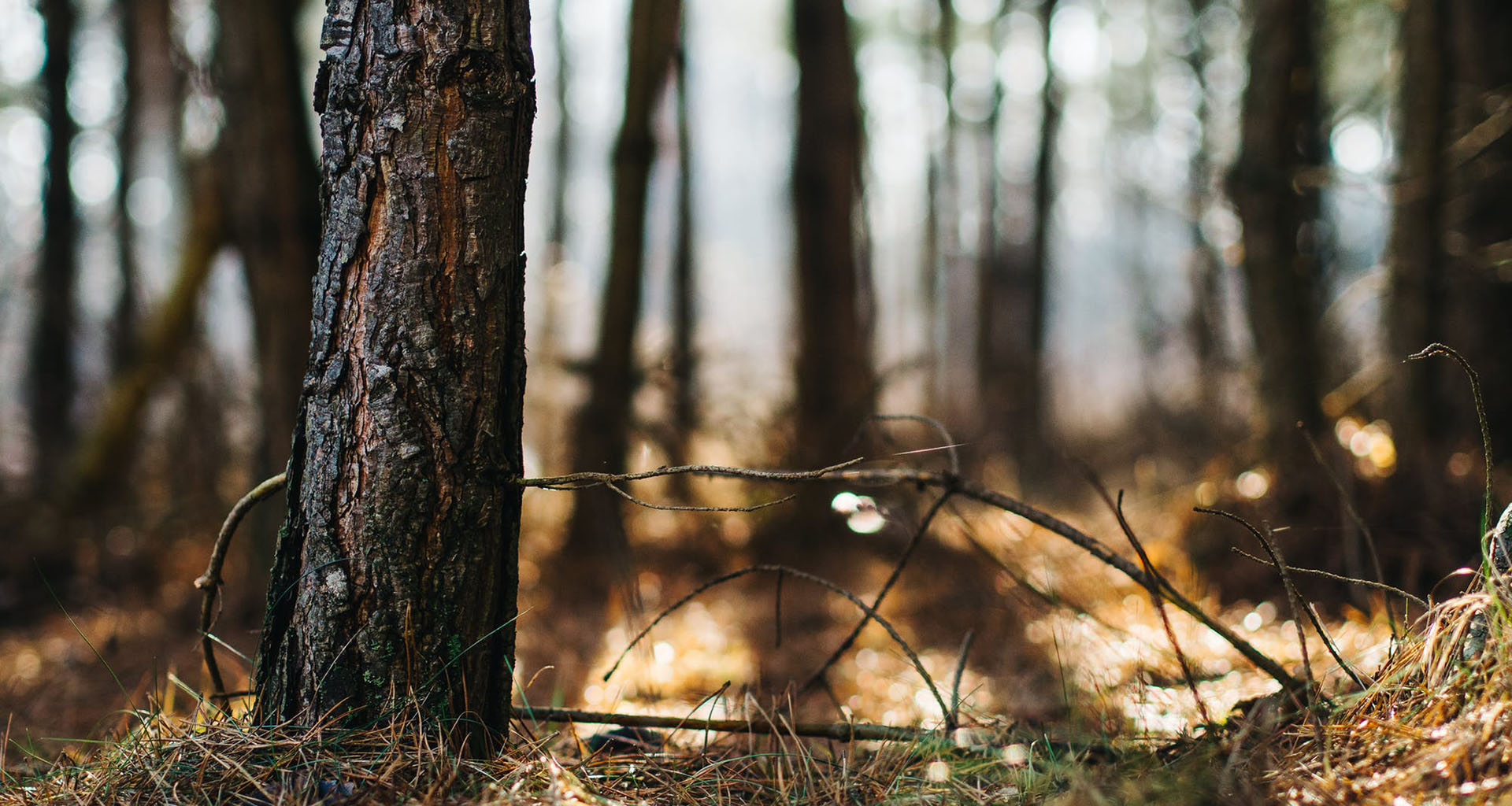 Cameron Oaks Apartments in Cameron Park, CA